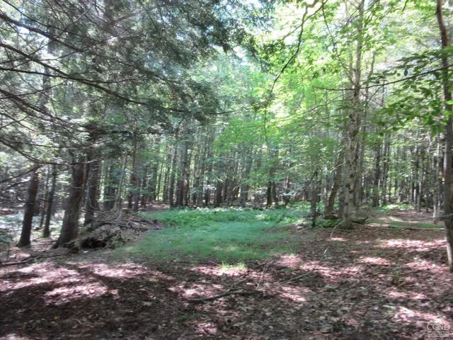 a view of a park that has large trees and a trees