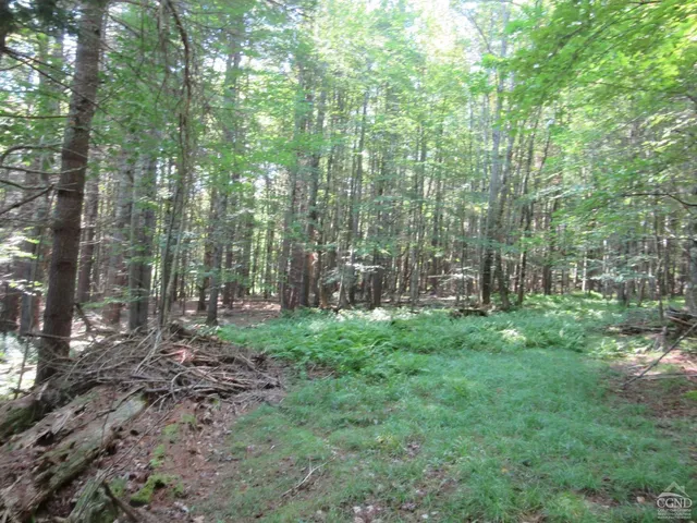 a view of lush green forest