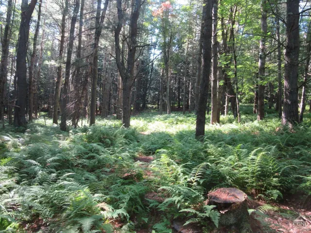 a view of a green field