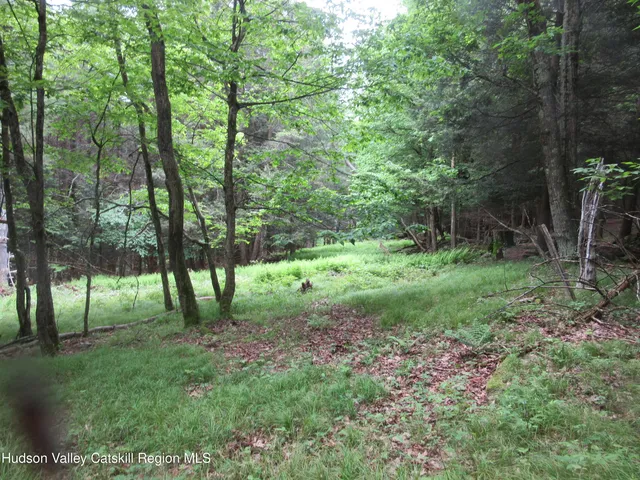 a view of a lush green forest