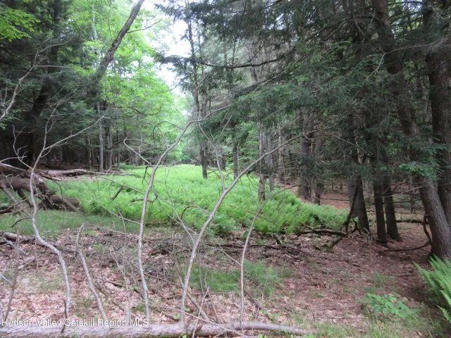 a view of a trees in a yard