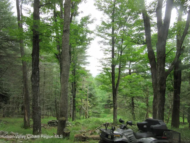 a view of lush green forest