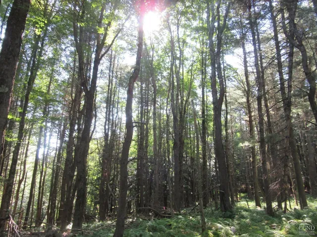 a view of a yard with a house