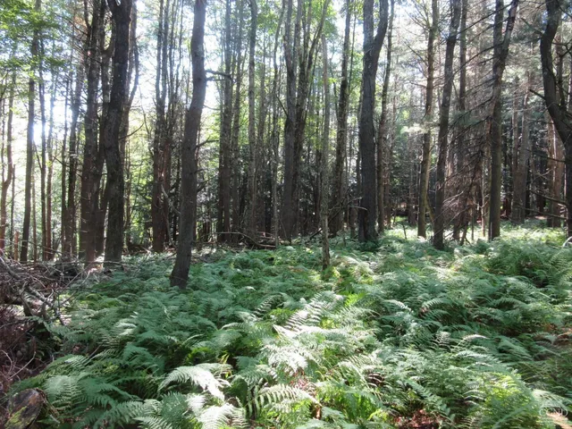a view of a yard with a large trees