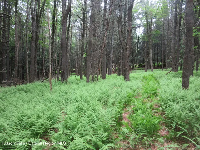 a garden with lots of trees