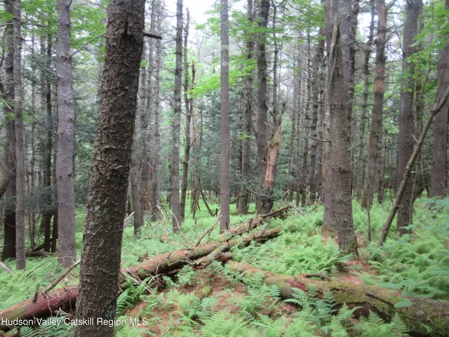 a view of trees in the forest