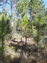 Salyers Road Clermont, FL 34714 - Photo 2 of 6