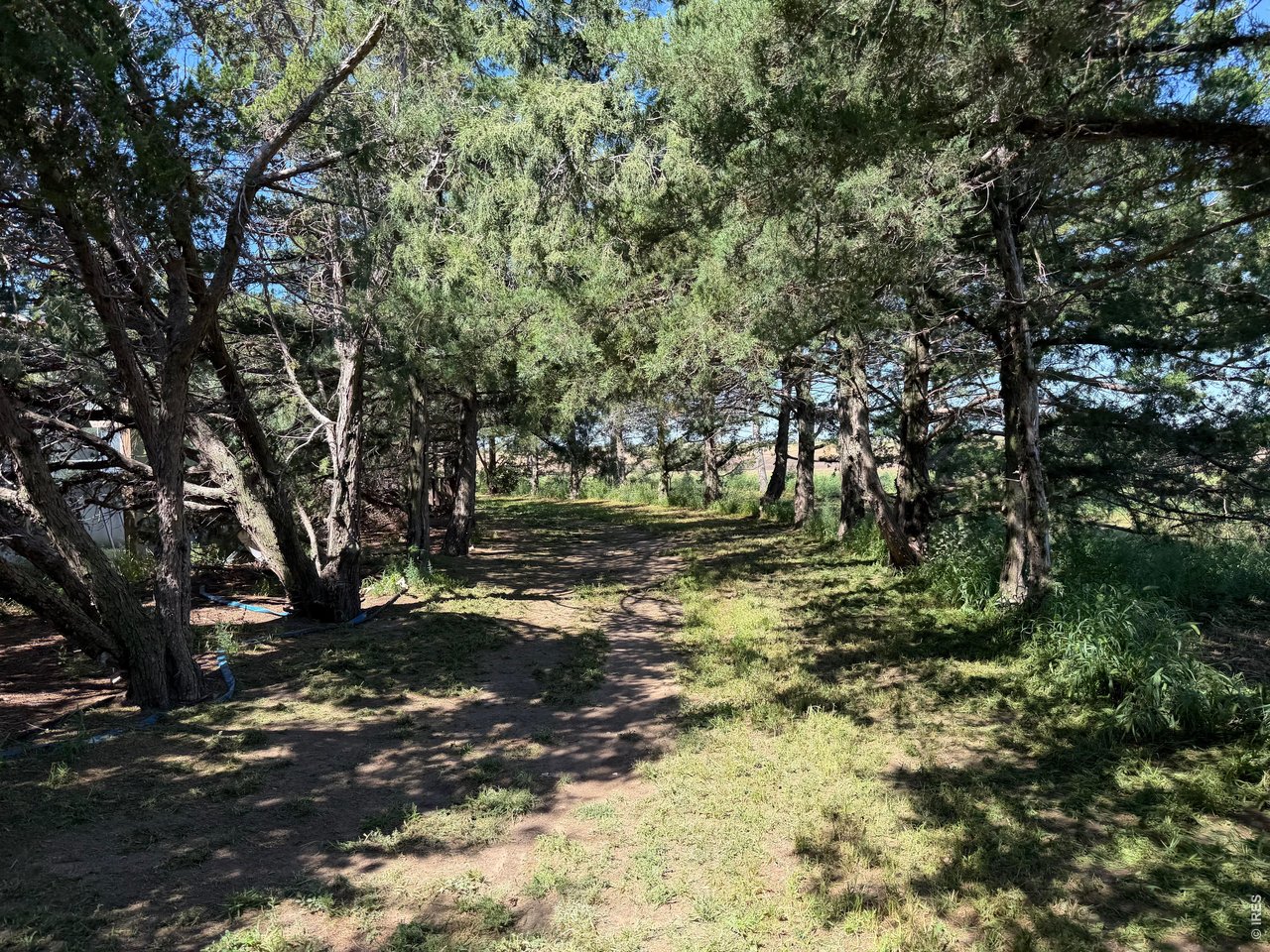 7525 County Rd M Joes, CO 80822 - Photo 34 of 43 Walking path through the established evergreen trees. 1 lap around the property = 1/4 mile