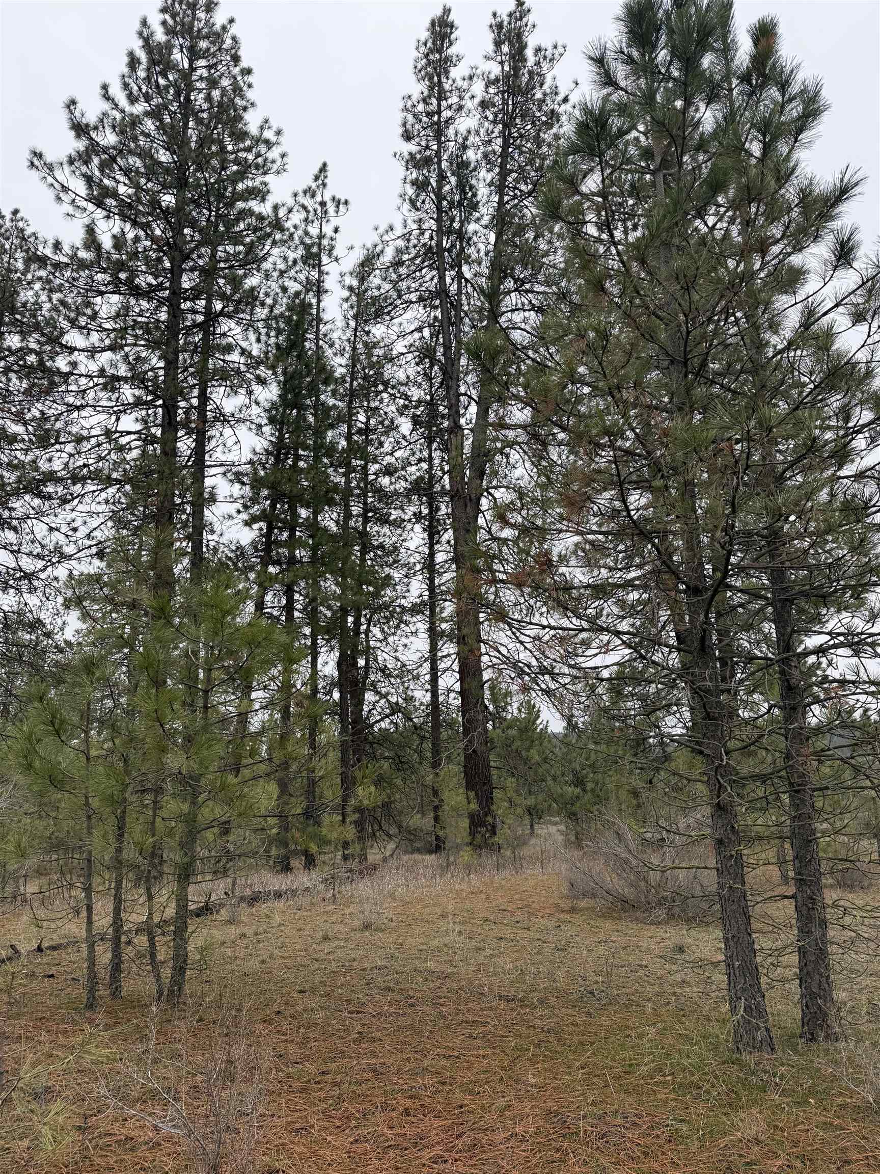 0 North Cayuse Cove Road East Davenport, WA 99122 - Photo 11 of 24
