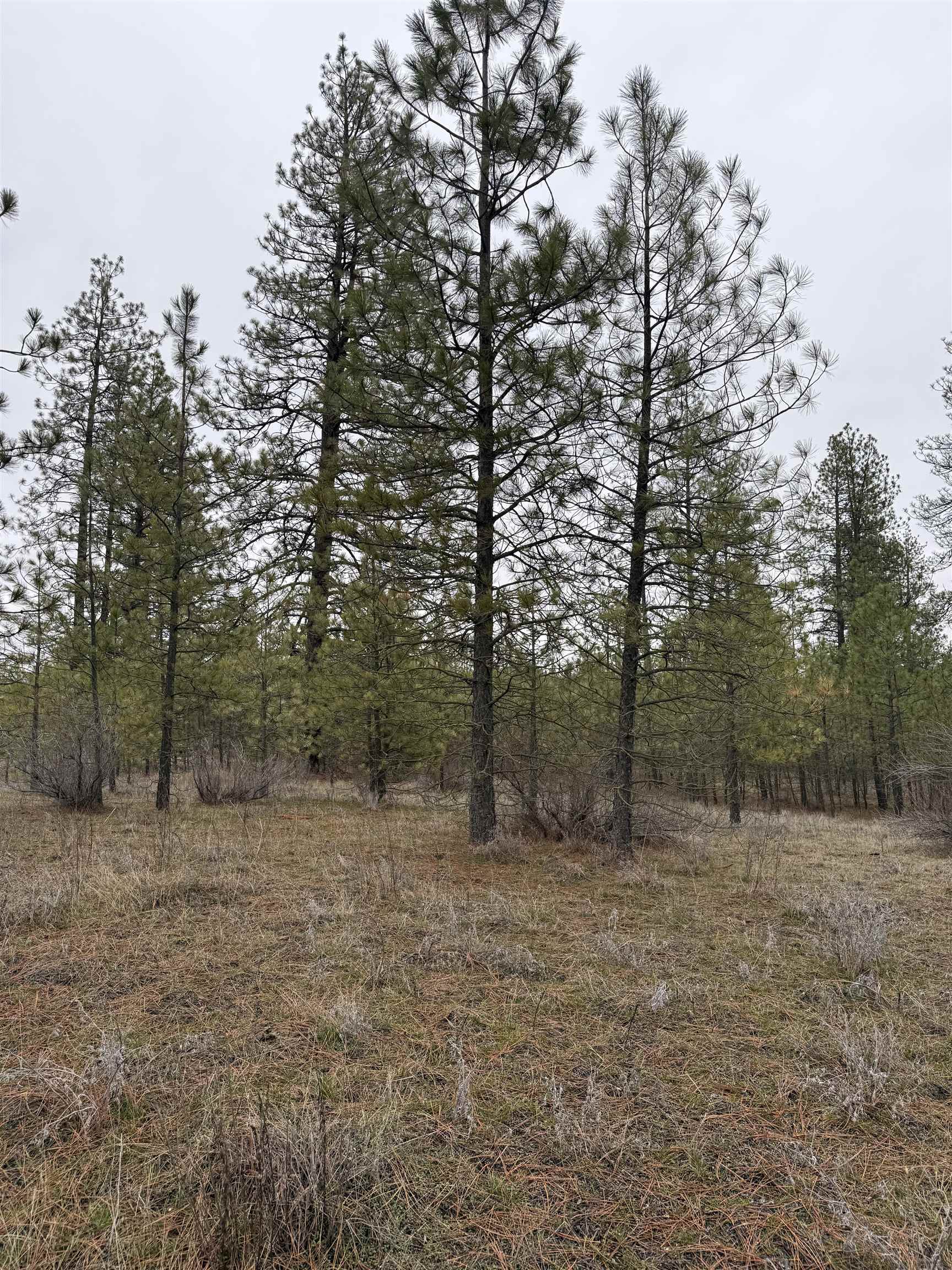 0 North Cayuse Cove Road East Davenport, WA 99122 - Photo 13 of 24