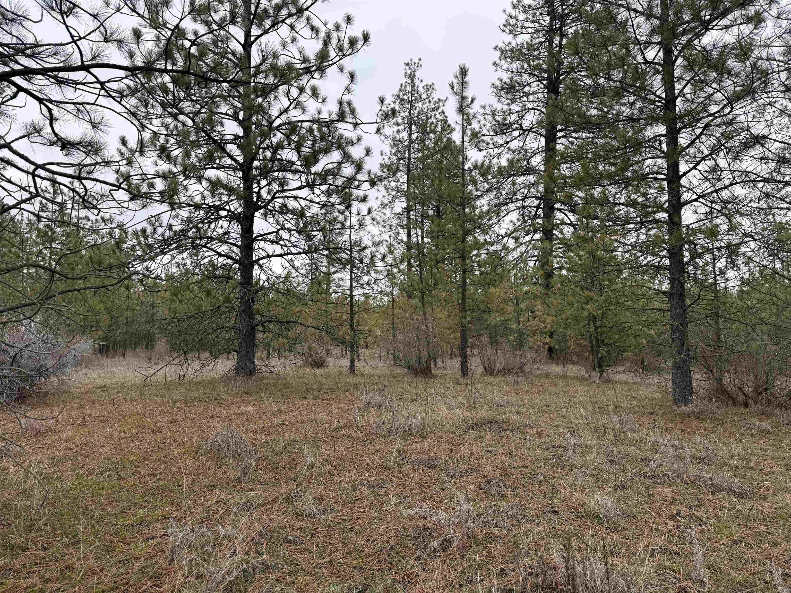 0 North Cayuse Cove Road East Davenport, WA 99122 - Photo 15 of 24