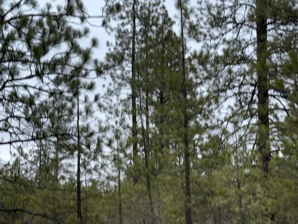 $170,000 | 0 North Cayuse Cove Road East, Davenport, WA 99122