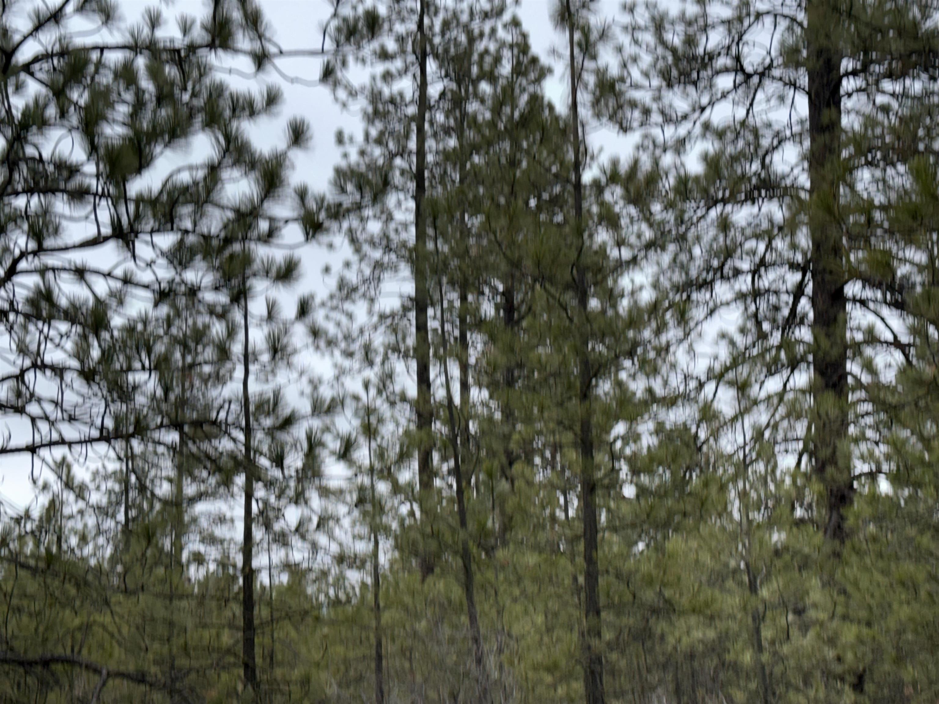 0 North Cayuse Cove Road East Davenport, WA 99122 - Photo 16 of 24