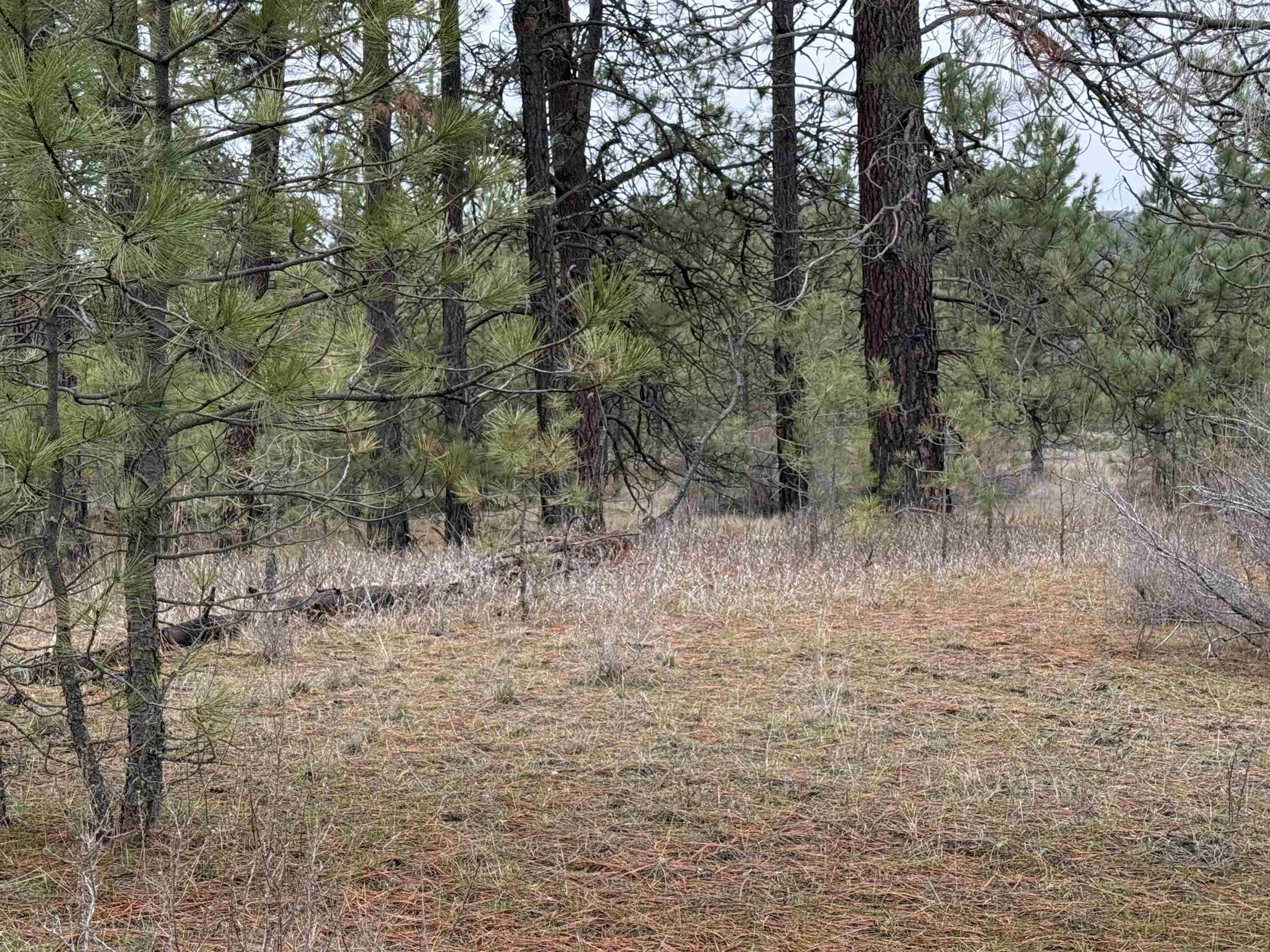 0 North Cayuse Cove Road East Davenport, WA 99122 - Photo 17 of 24
