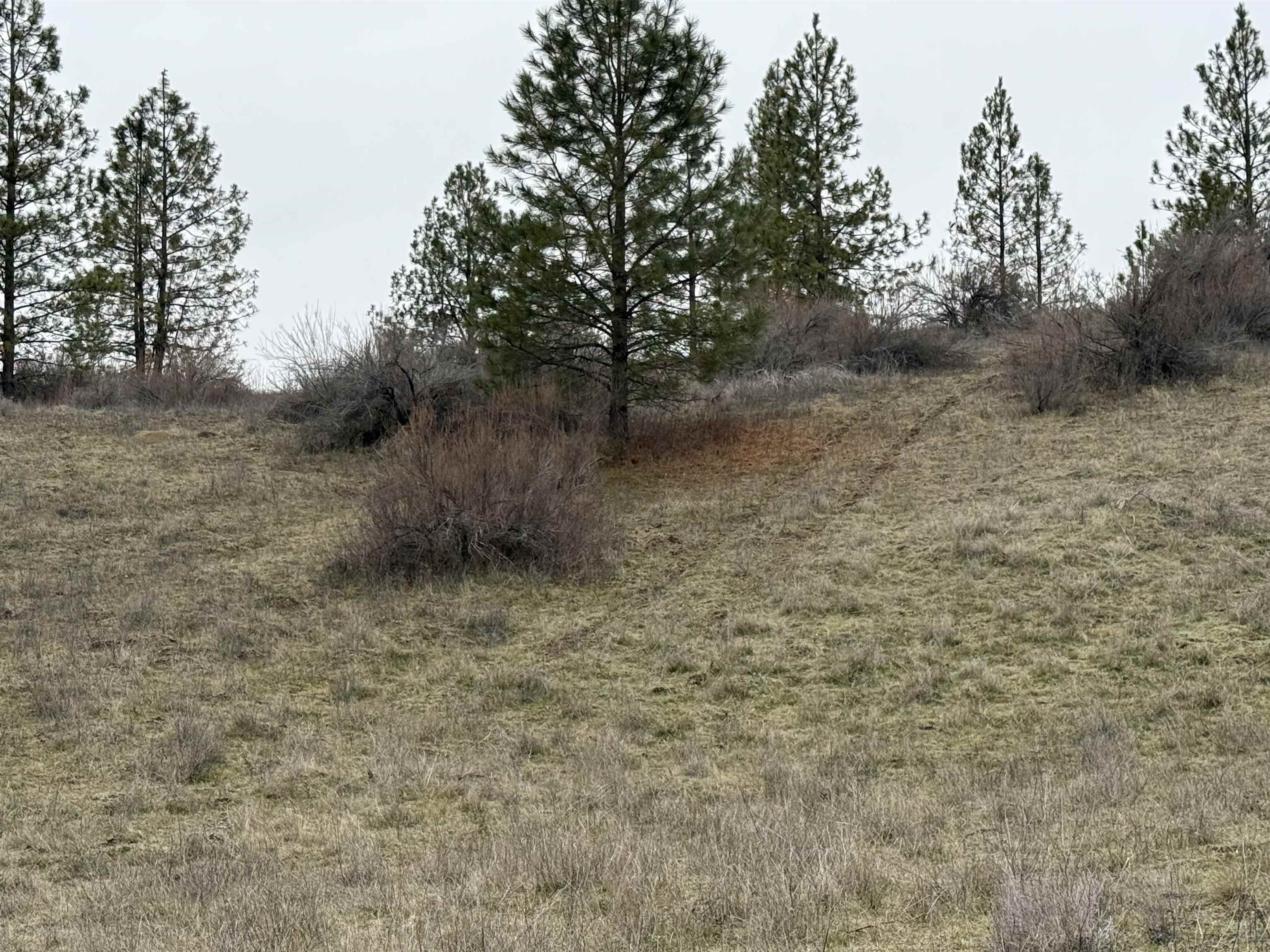 0 North Cayuse Cove Road East Davenport, WA 99122 - Photo 21 of 24