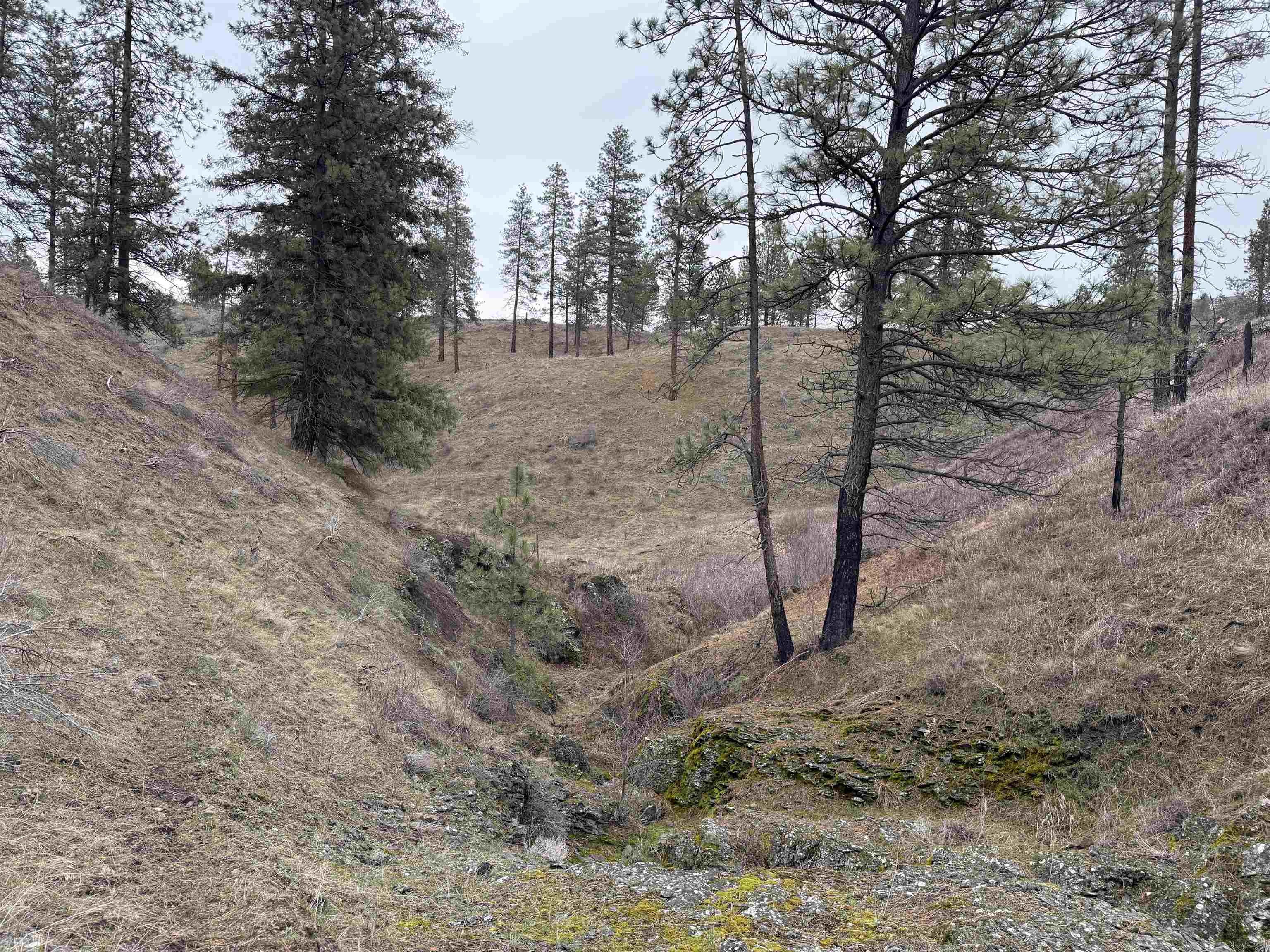 0 North Cayuse Cove Road East Davenport, WA 99122 - Photo 22 of 24