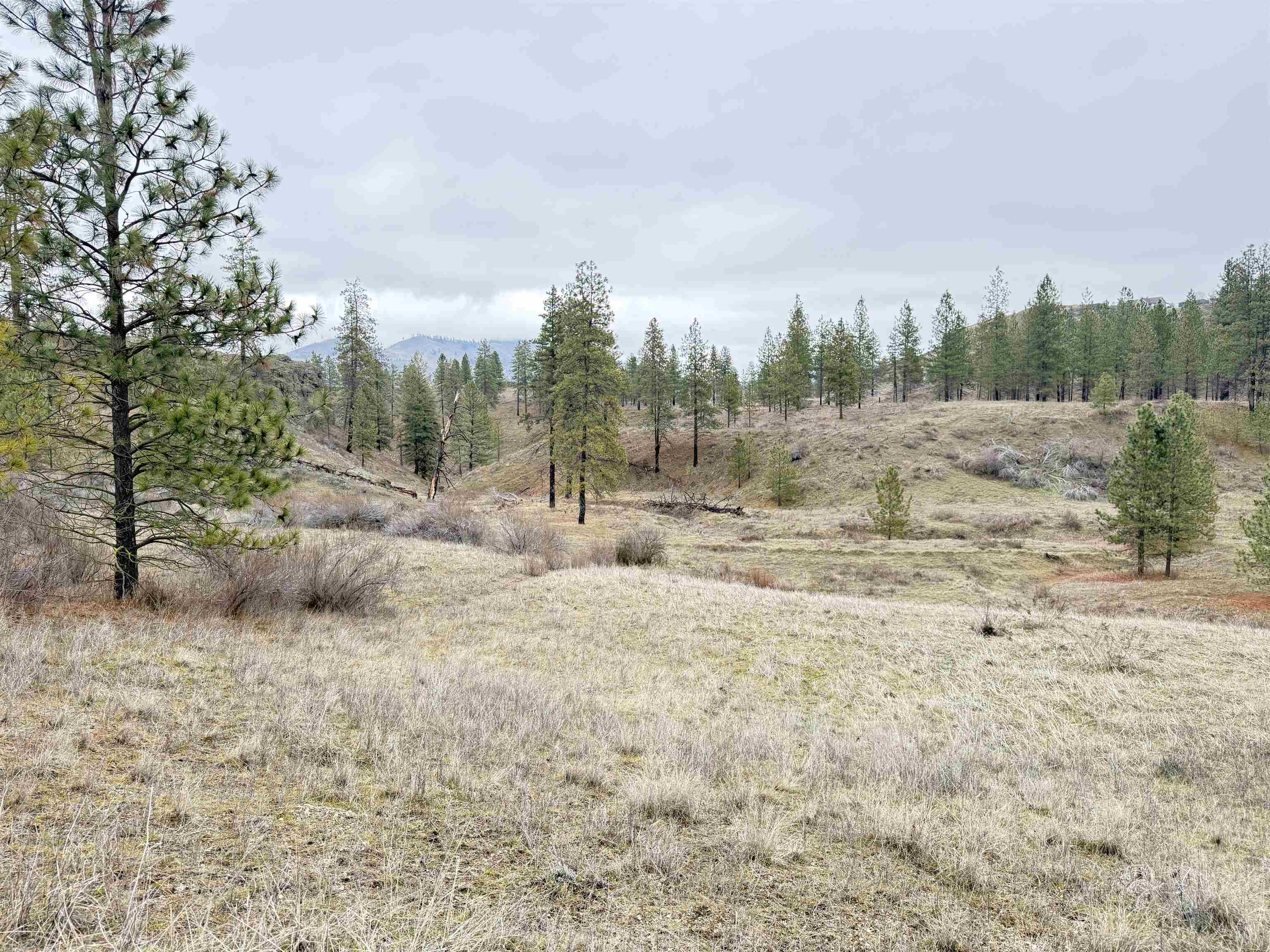 0 North Cayuse Cove Road East Davenport, WA 99122 - Photo 10 of 24