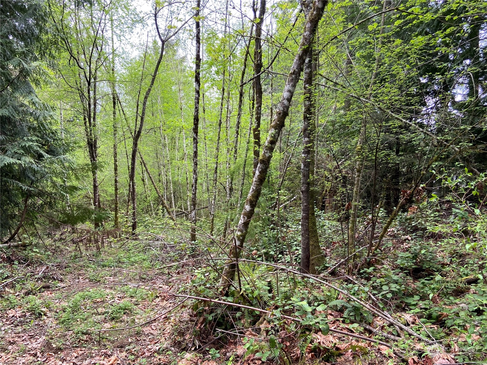 15129 Bandix Road Southeast Olalla, WA 98359 - Photo 3 of 5 a view of outdoor space and green space