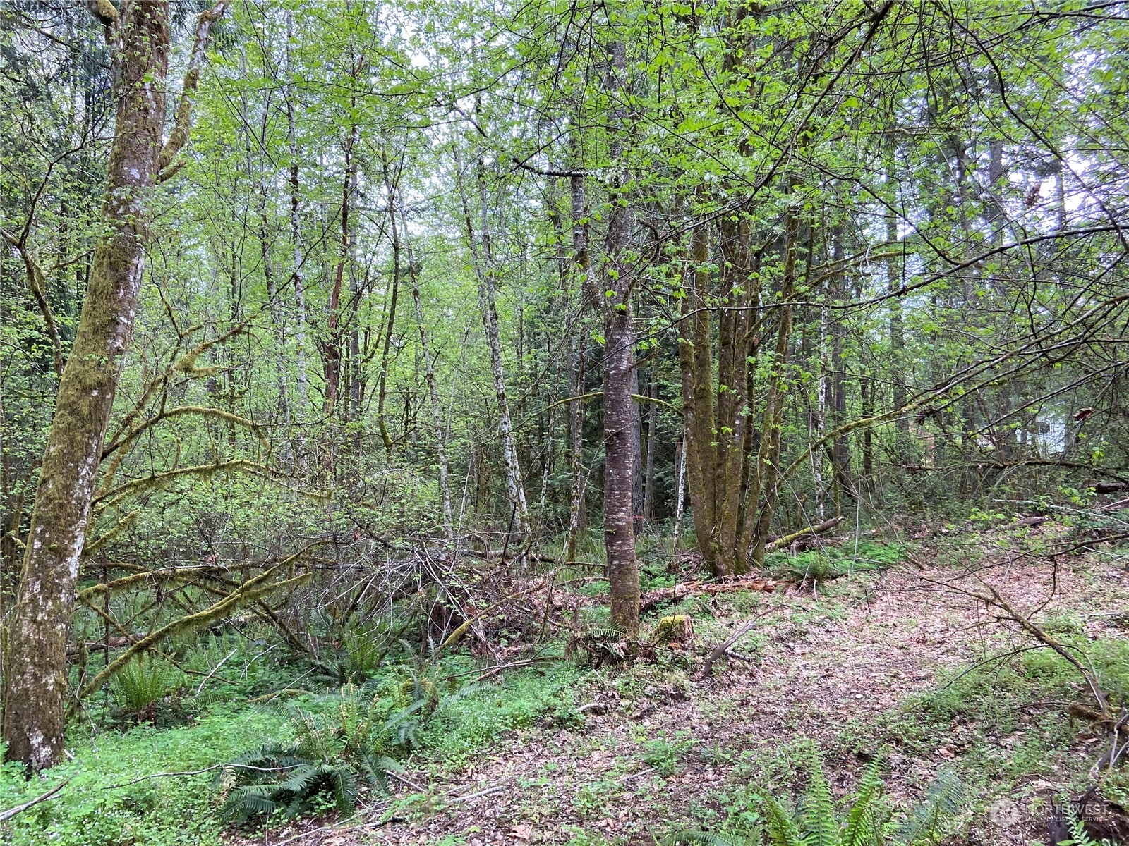 15129 Bandix Road Southeast Olalla, WA 98359 - Photo 4 of 5 a view of a forest with lots of trees