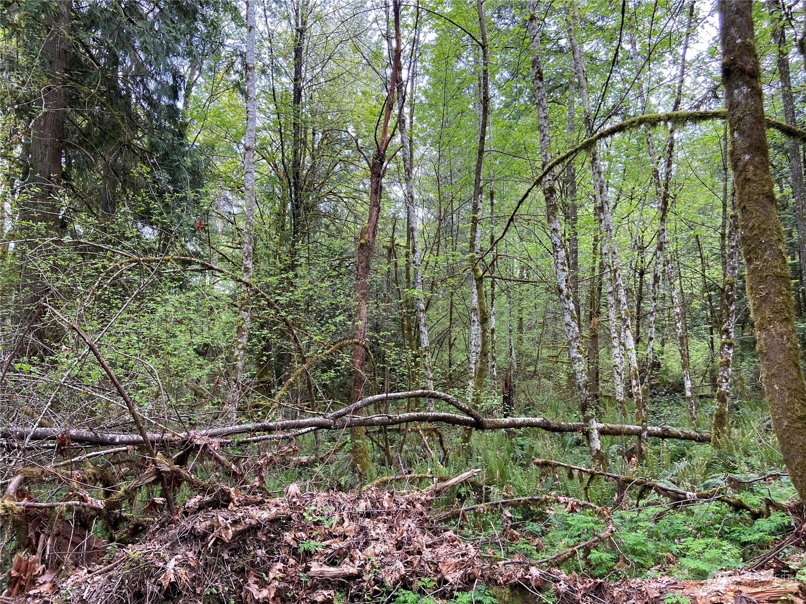 15129 Bandix Road Southeast Olalla, WA 98359 - Photo 5 of 5