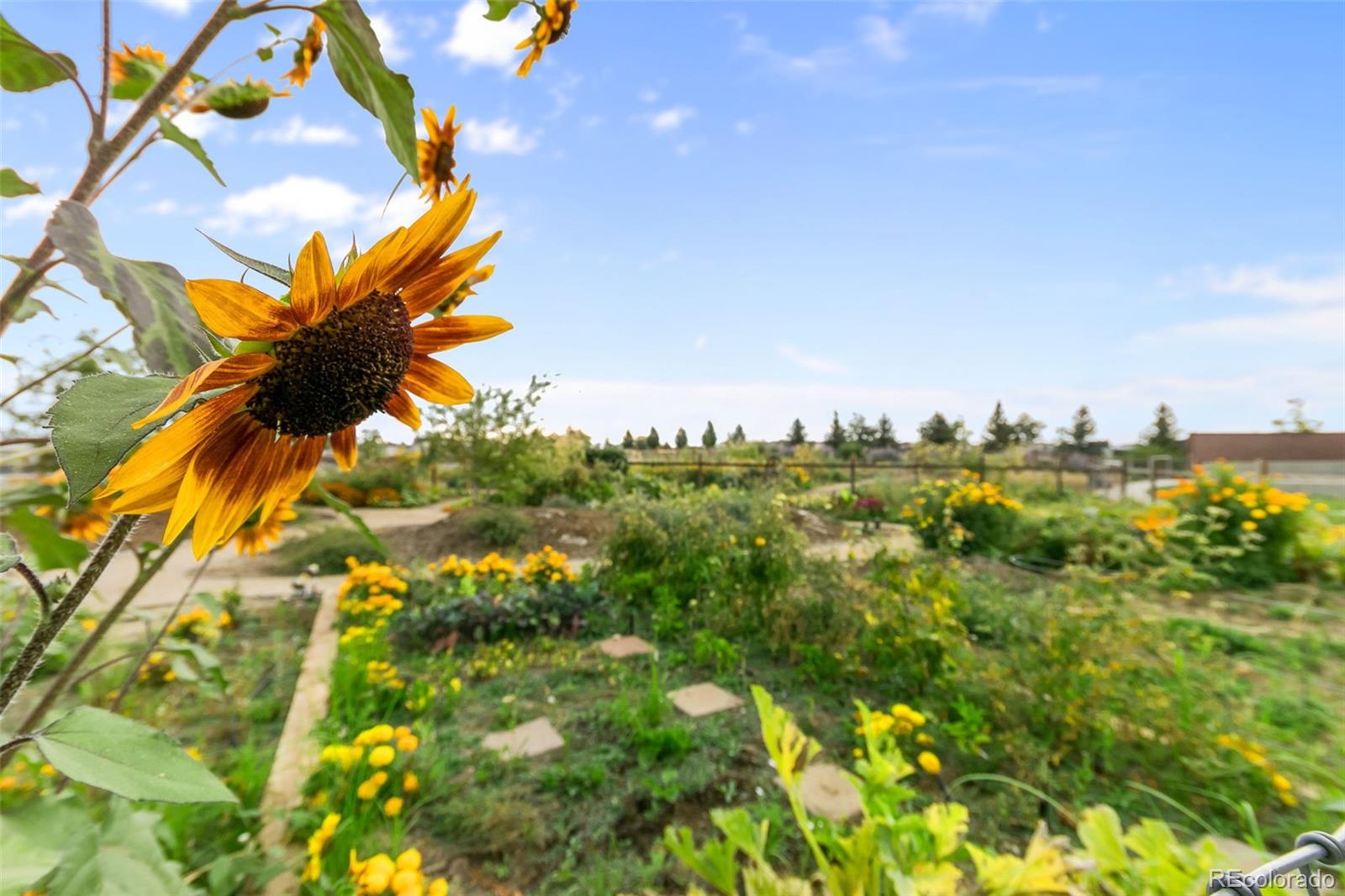 6771 Raritan Drive Denver, CO 80221 - Photo 39 of 39