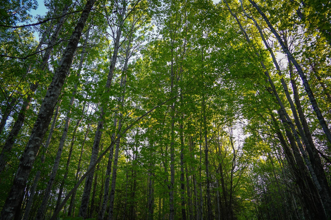 V/l V/l 33rd Road Gladstone, MI 49837 - Photo 46 of 70