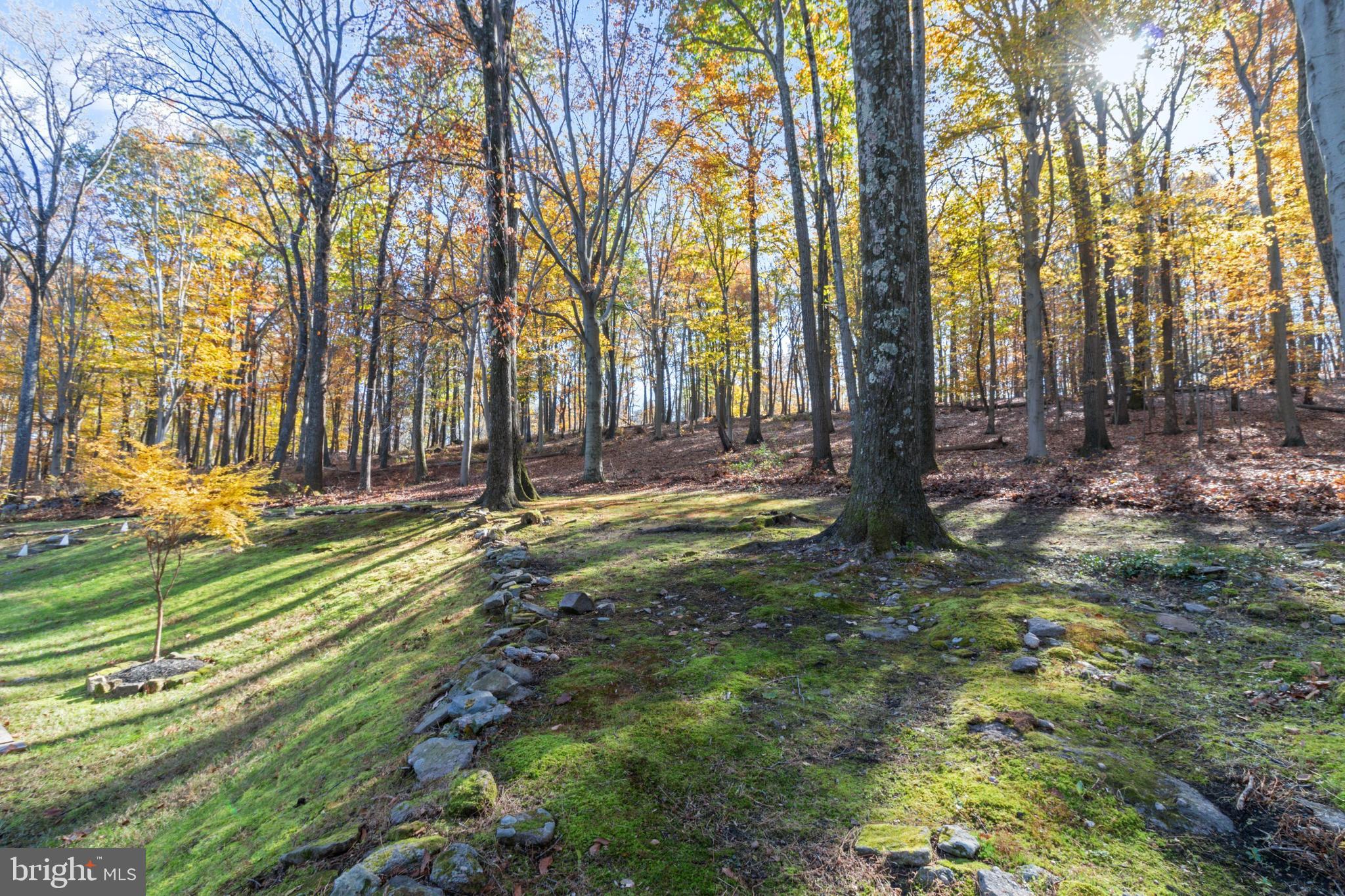 7036 Upper York Road New Hope, PA 18938 - Photo 30 of 45 Natural Woodlands