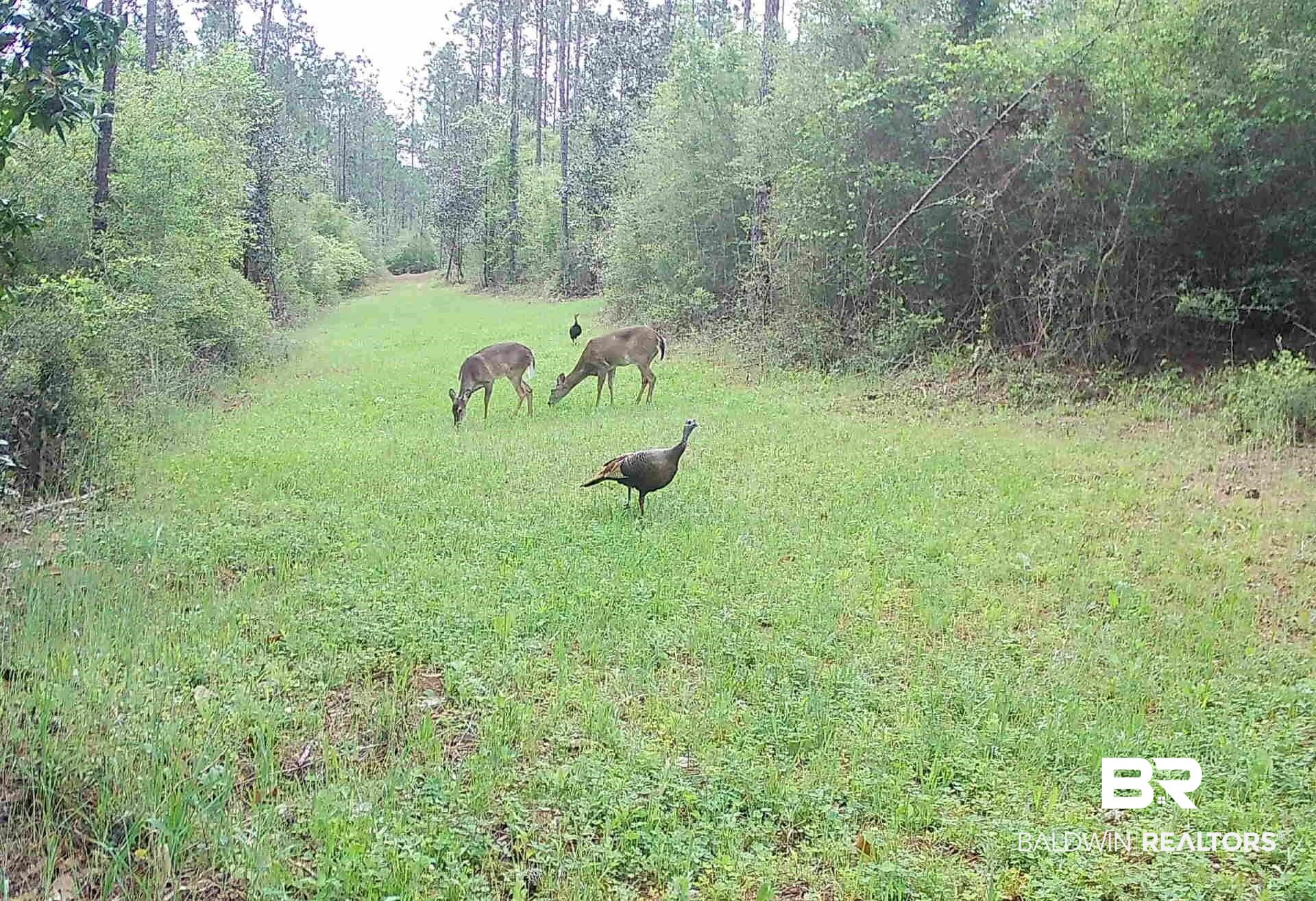 11865 Red Hill Rd Extension Bay Minette, AL 36507 - Photo 11 of 12