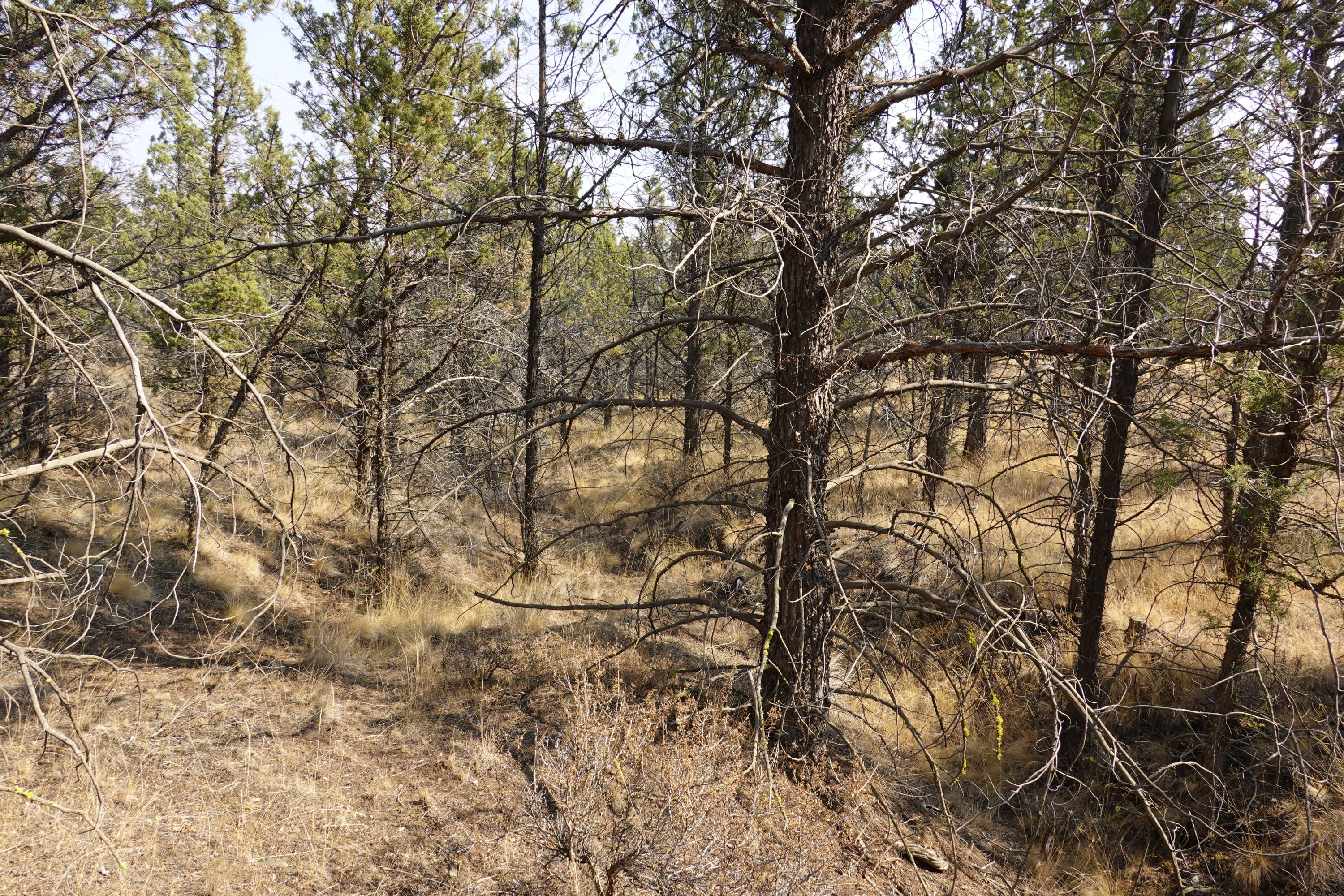 0 Southeast Dead End Road Prineville, OR 97754 - Photo 19 of 32 DSC00096