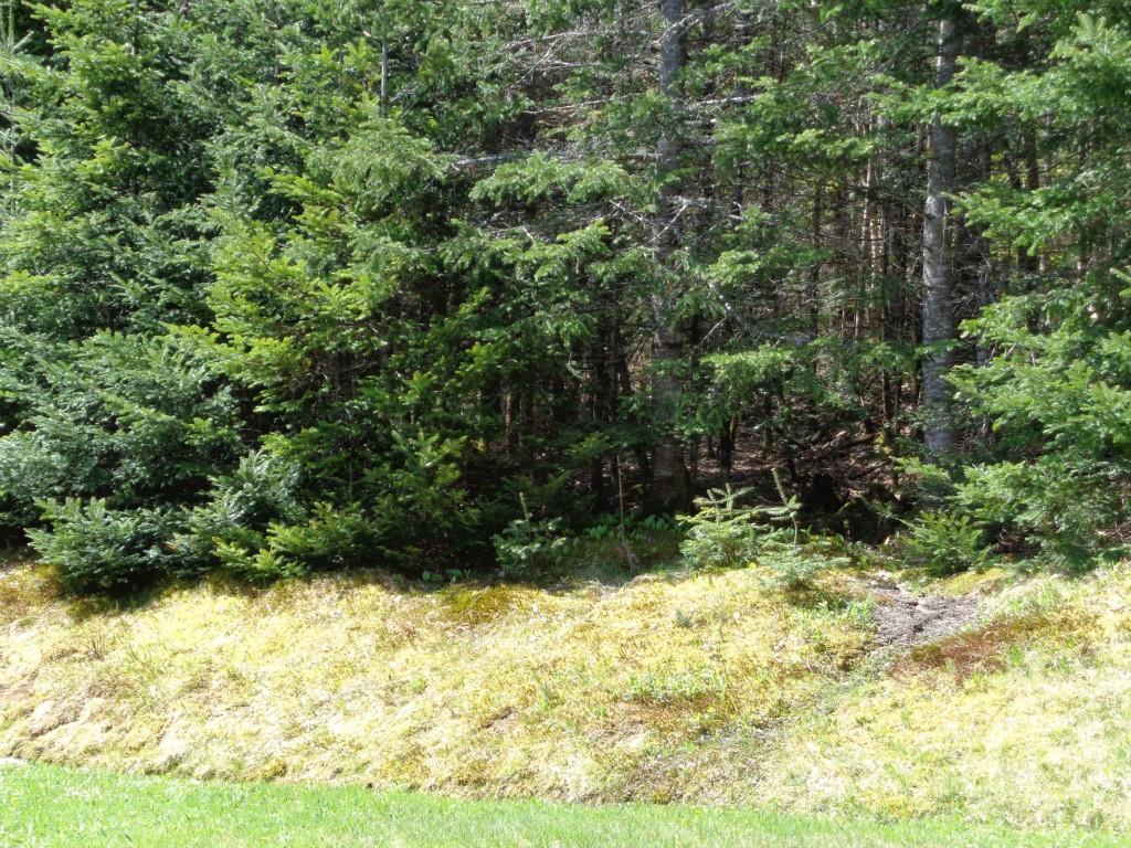192 Spragues Falls Road Cherryfield, ME 04622 - Photo 23 of 24 Back yard and woods behind house