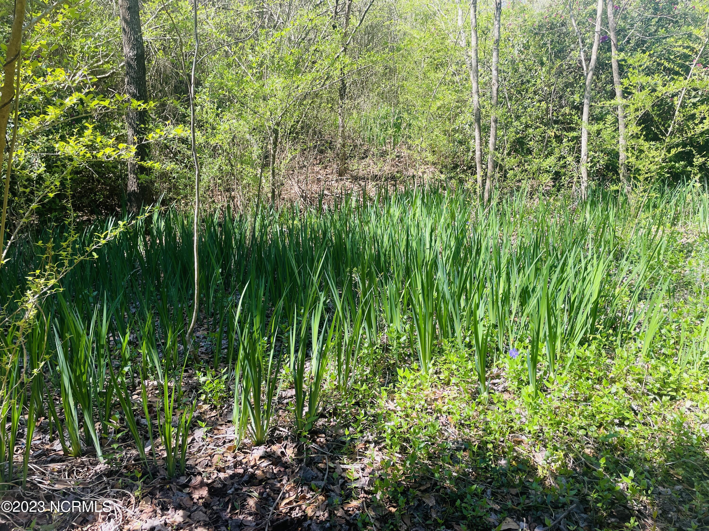 6185 Rough And Ready Road Chadbourn, NC 28431 - Photo 37 of 78 This bed of Iris is located to the front right corner of the log cabin before the basement entry. This bed also contains a well established Vinca Vine.
