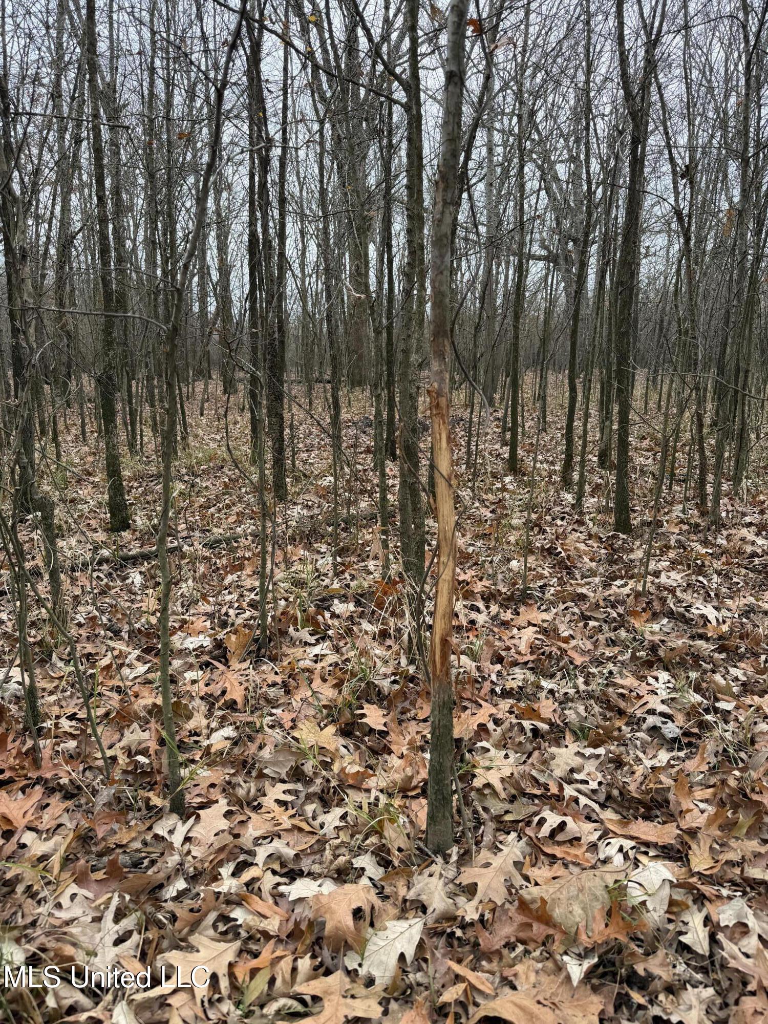 Gentry Road Mound Bayou, MS 38762 - Photo 12 of 68 IMG_1239