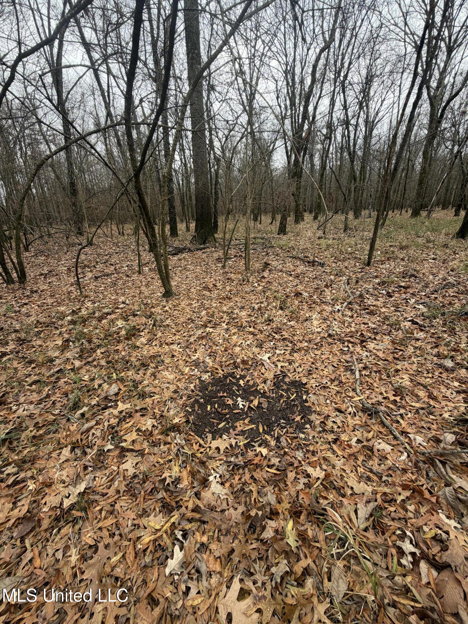 Gentry Road Mound Bayou, MS 38762 - Photo 16 of 68 IMG_1242