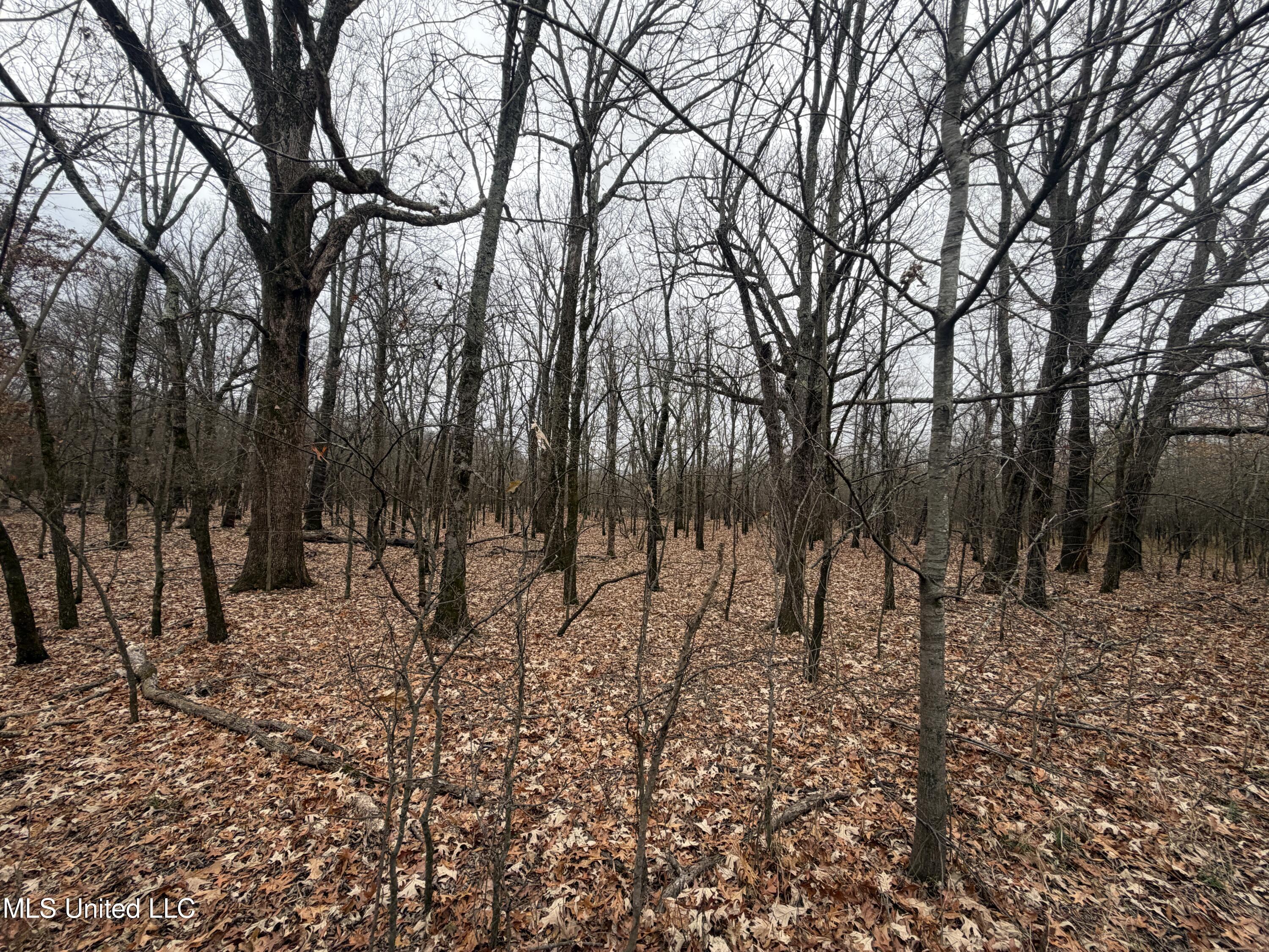 Gentry Road Mound Bayou, MS 38762 - Photo 19 of 68 IMG_1244