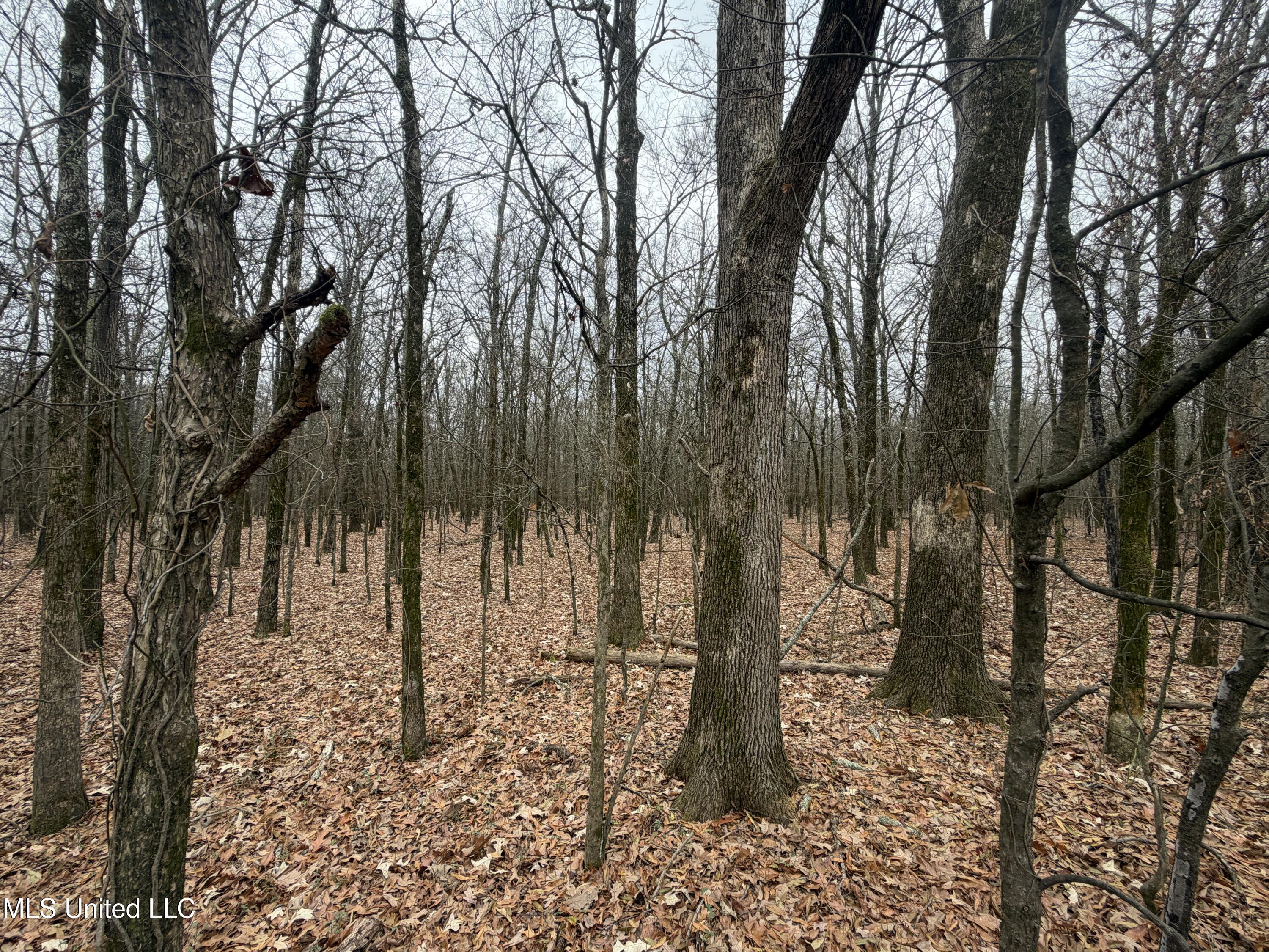 Gentry Road Mound Bayou, MS 38762 - Photo 22 of 68 IMG_1248
