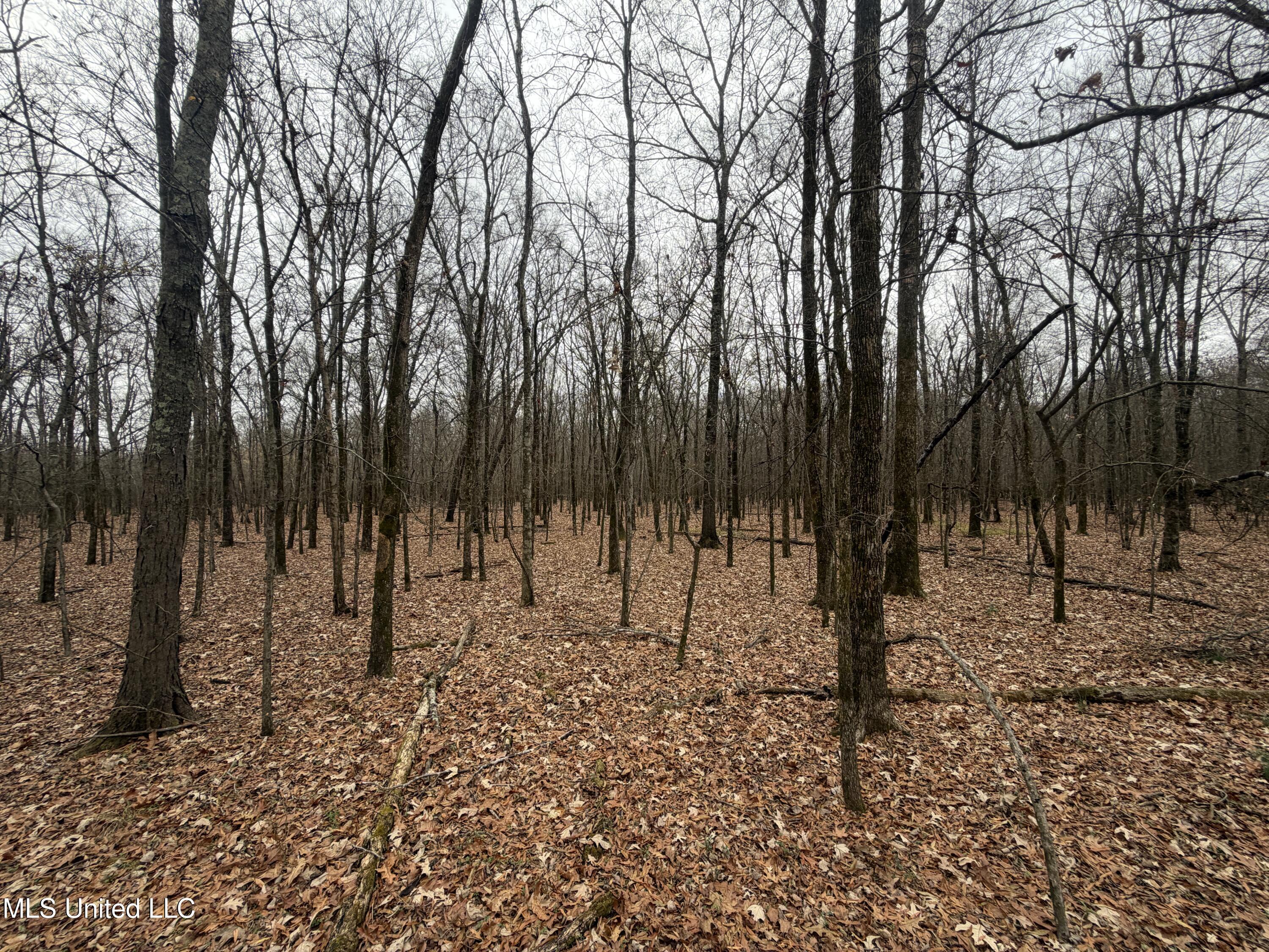 Gentry Road Mound Bayou, MS 38762 - Photo 24 of 68 IMG_1249