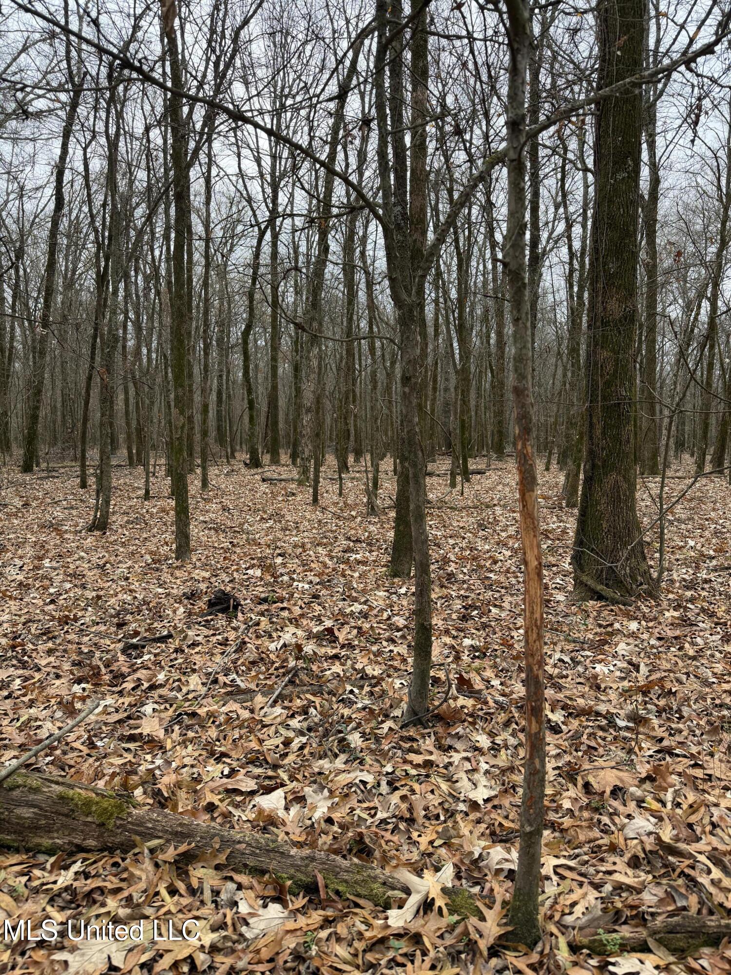 Gentry Road Mound Bayou, MS 38762 - Photo 26 of 68 IMG_1251