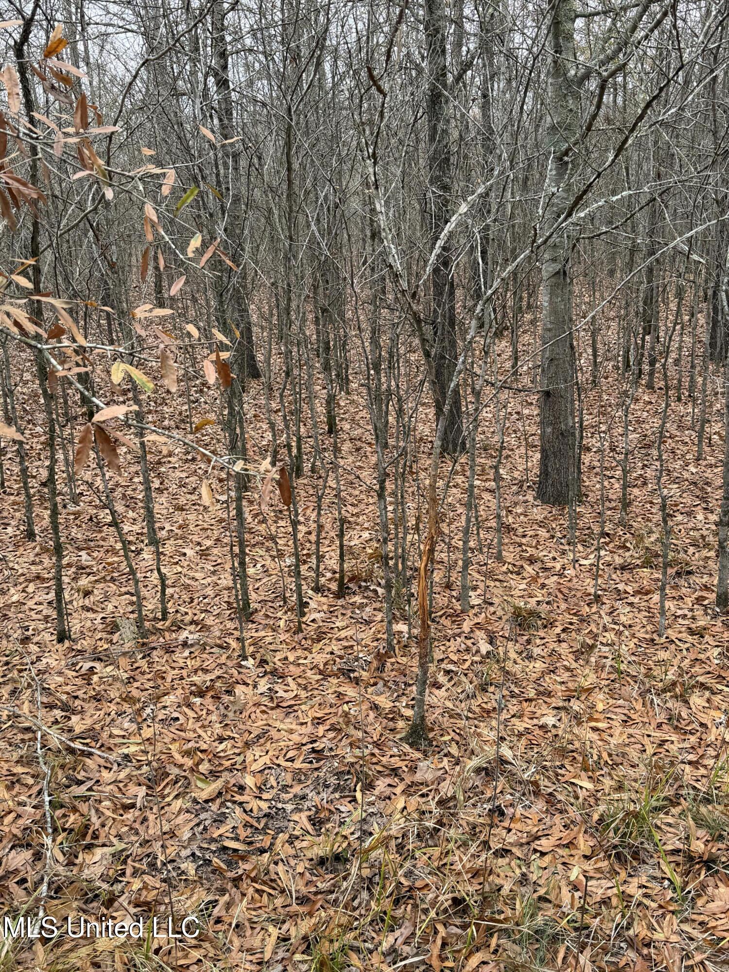Gentry Road Mound Bayou, MS 38762 - Photo 27 of 68 IMG_1252