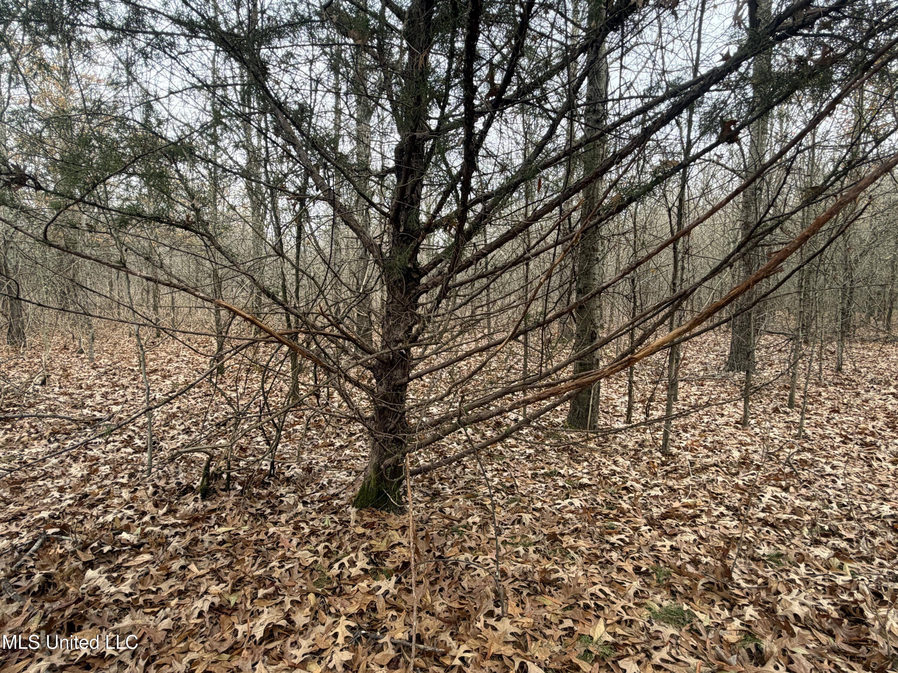 Gentry Road Mound Bayou, MS 38762 - Photo 34 of 68 IMG_1257