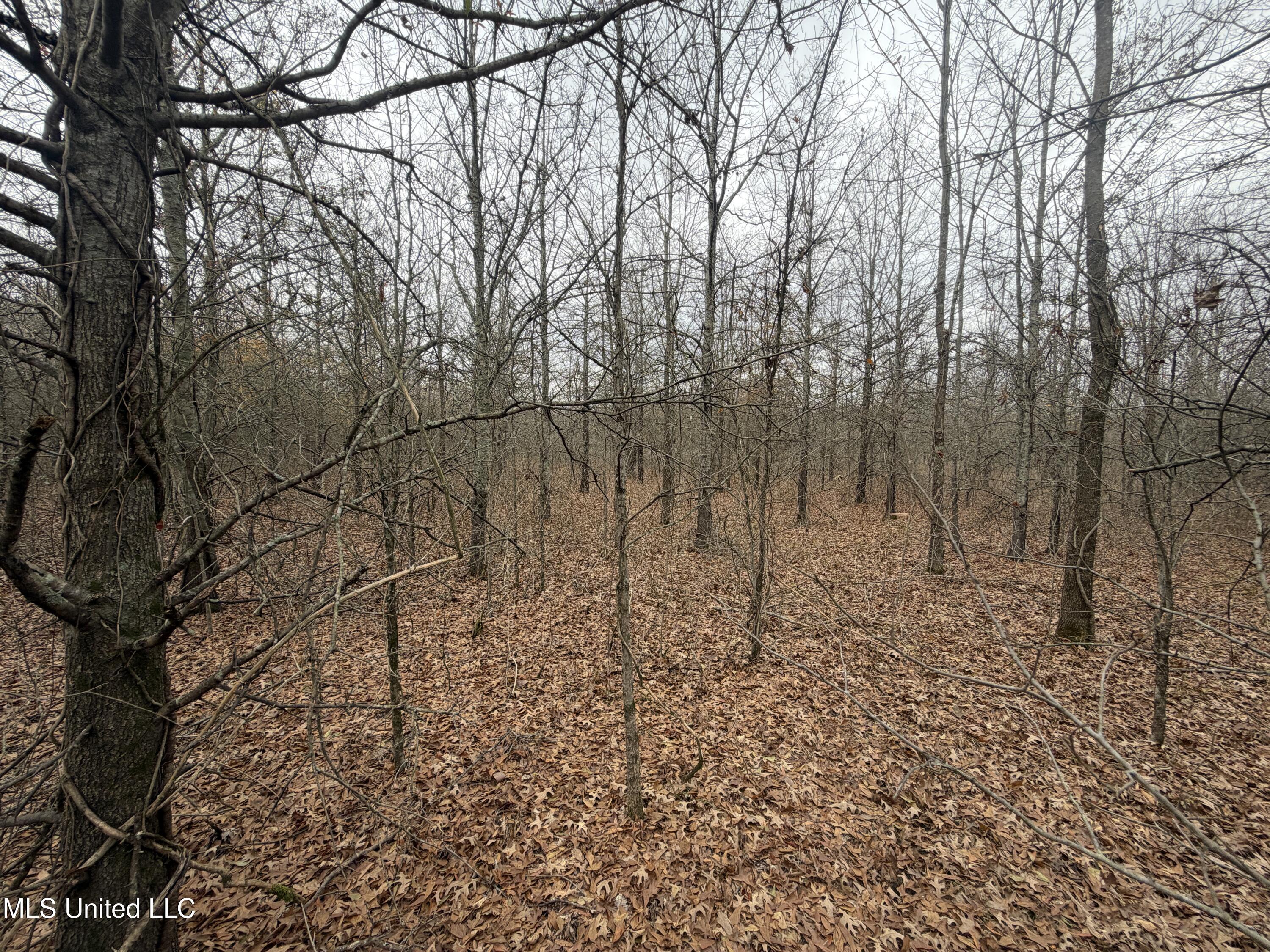 Gentry Road Mound Bayou, MS 38762 - Photo 35 of 68 IMG_1258