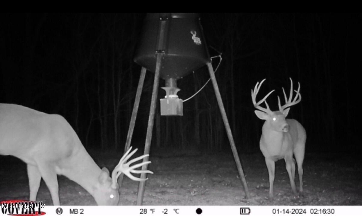 Gentry Road Mound Bayou, MS 38762 - Photo 43 of 68 IMG_1355