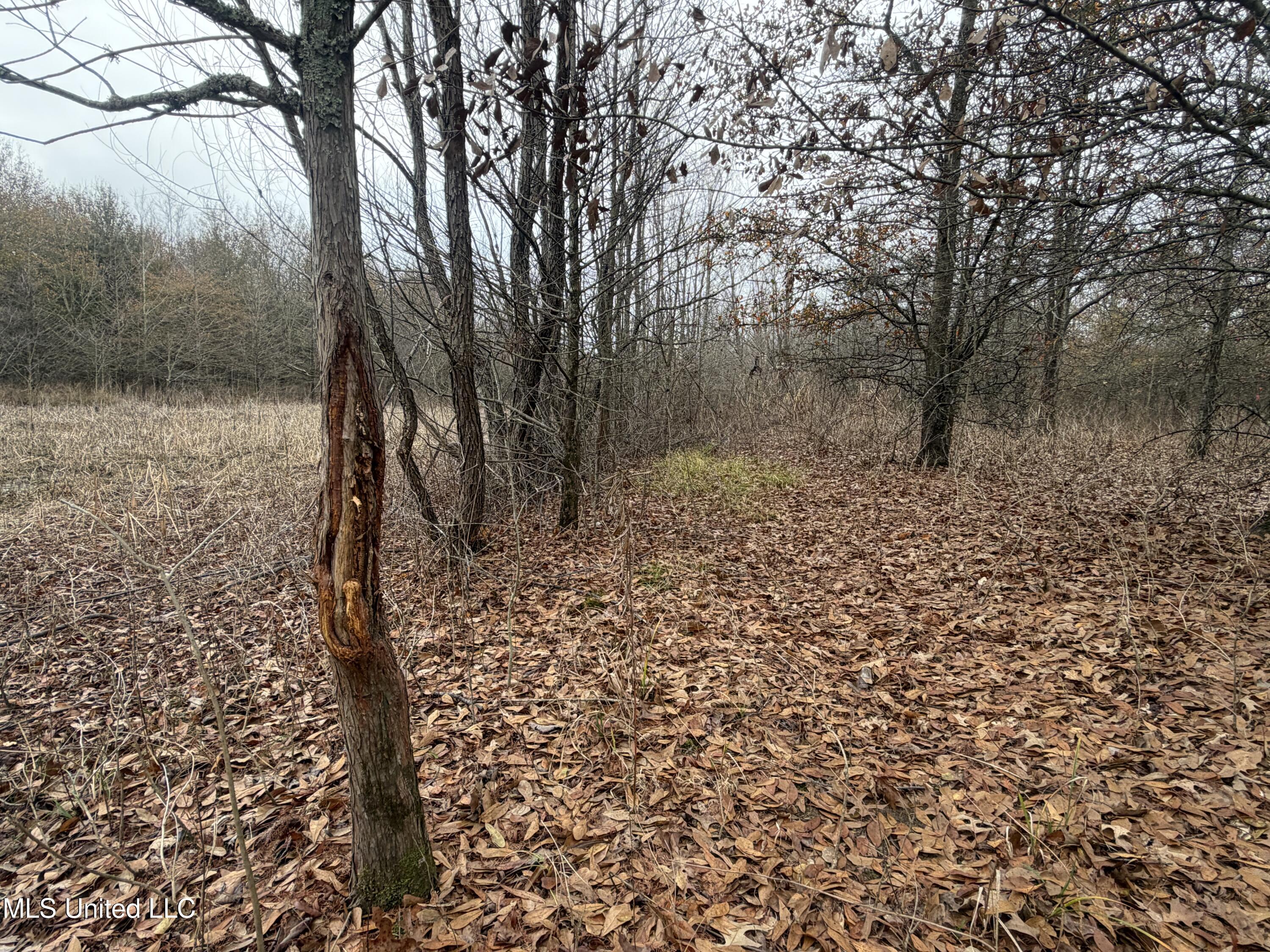 Gentry Road Mound Bayou, MS 38762 - Photo 44 of 68 IMG_1266