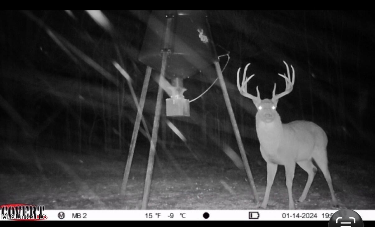 Gentry Road Mound Bayou, MS 38762 - Photo 48 of 68 IMG_1356