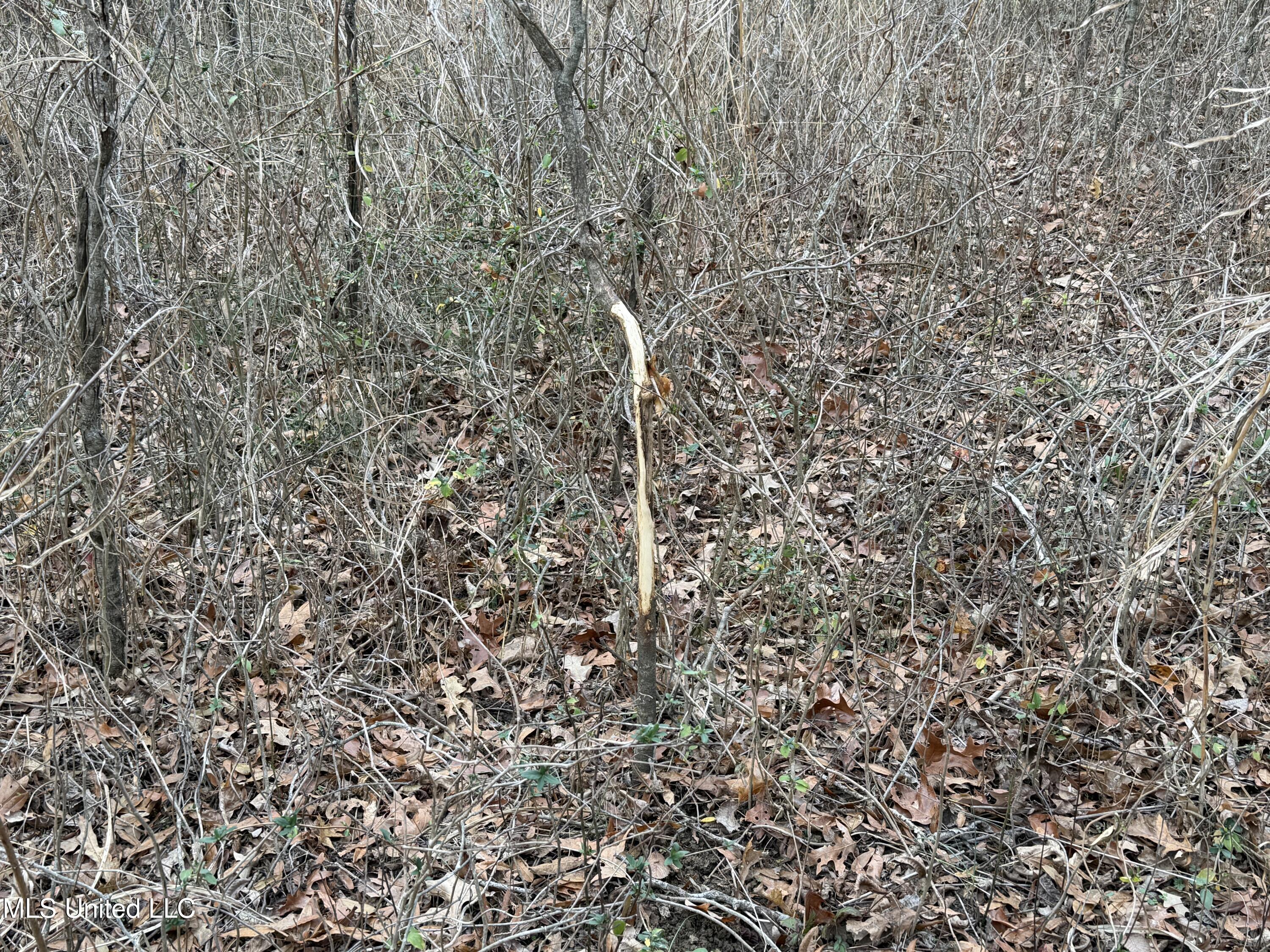 Gentry Road Mound Bayou, MS 38762 - Photo 57 of 68 IMG_1278