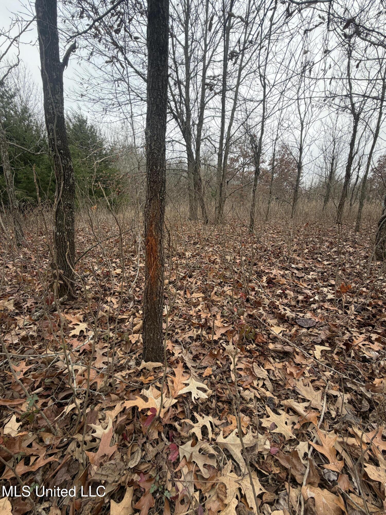 Gentry Road Mound Bayou, MS 38762 - Photo 58 of 68 IMG_1279