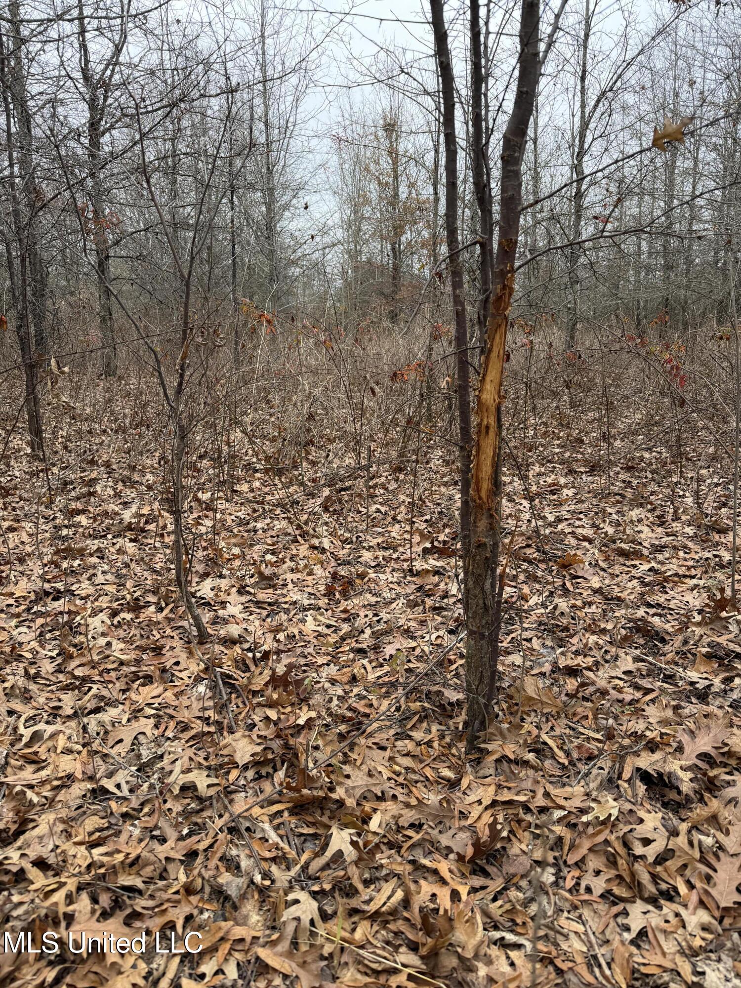 Gentry Road Mound Bayou, MS 38762 - Photo 59 of 68 IMG_1280