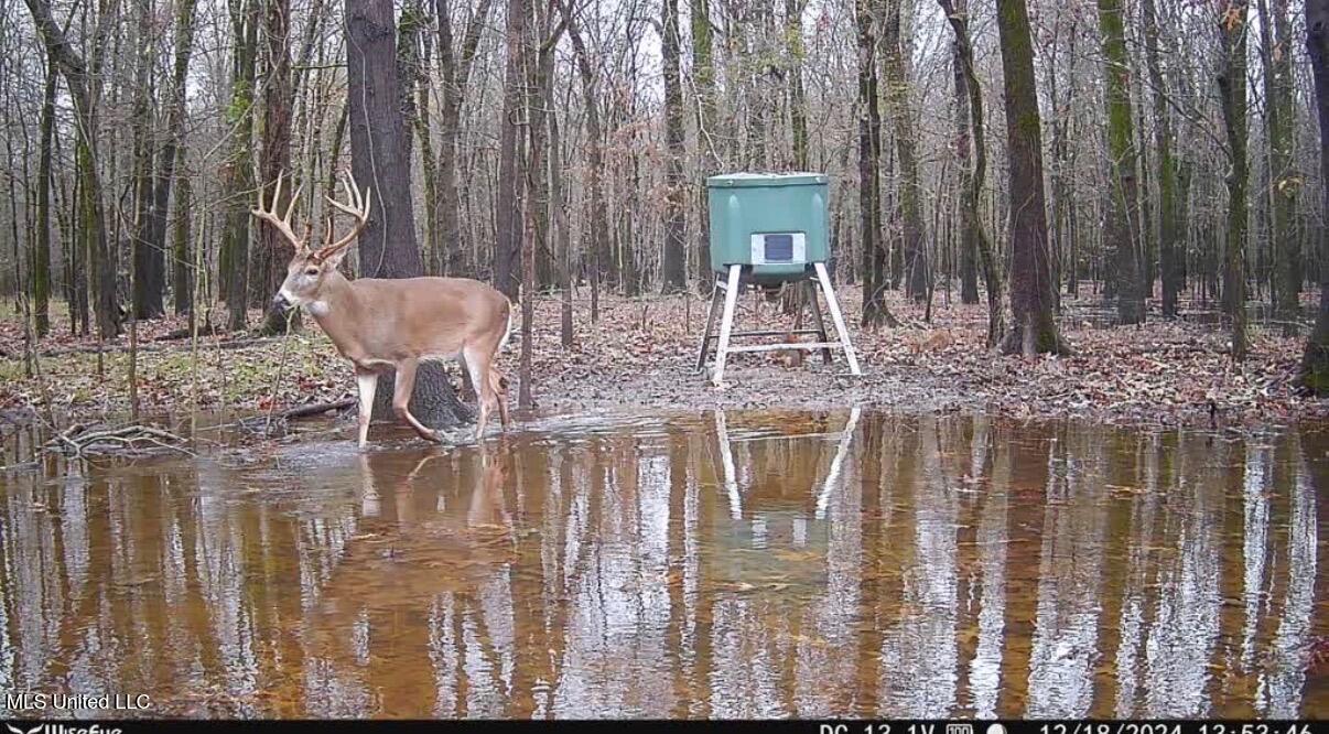 Gentry Road Mound Bayou, MS 38762 - Photo 8 of 68 IMG_1350
