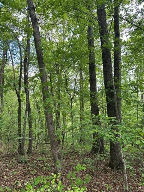142 Cole Road Deer Lodge, TN 37726 - Photo 9 of 77 6