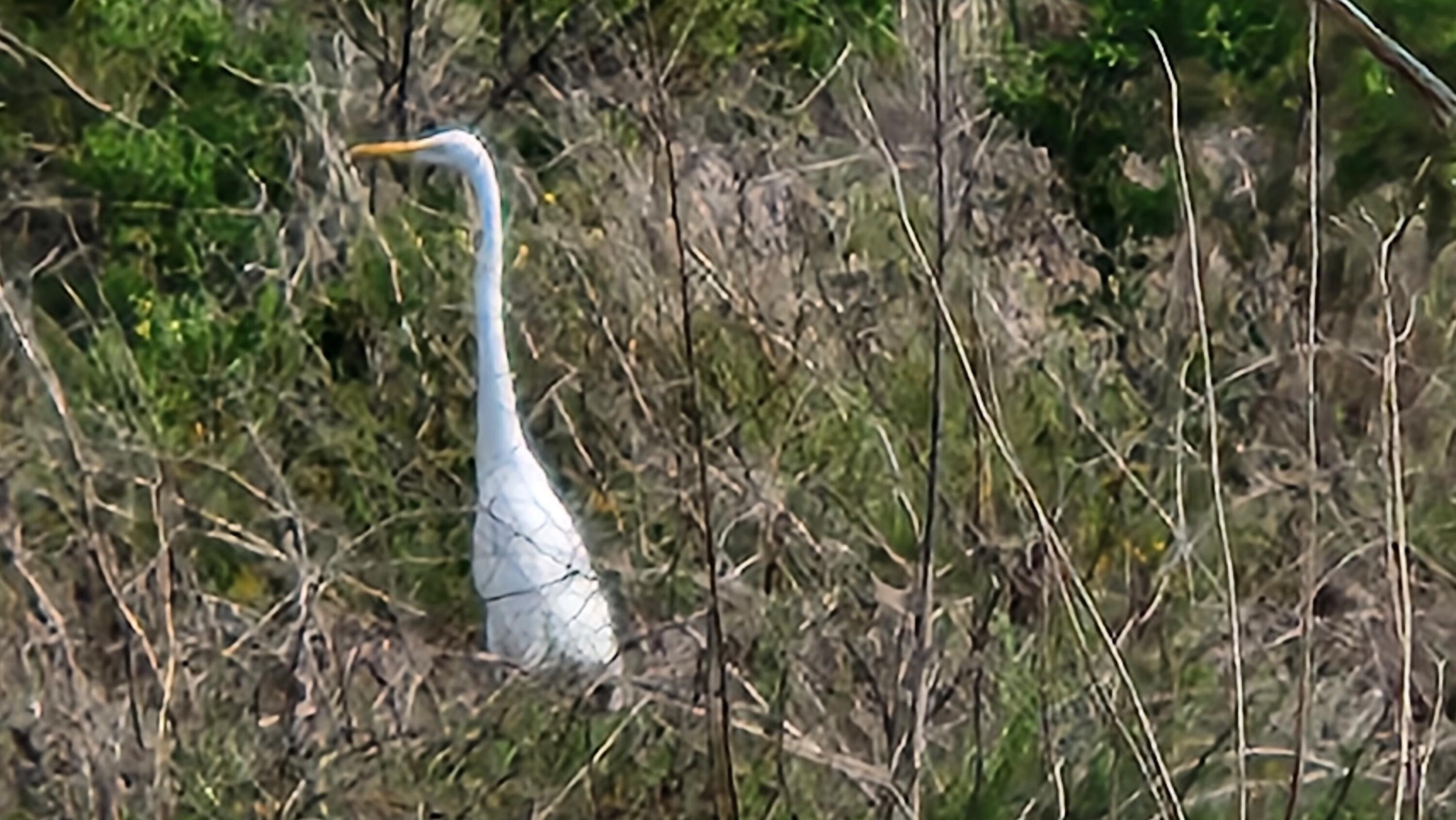 6180 Via Real, Unit 2 Carpinteria, CA 93013 - Photo 36 of 38 Snowy Egret in Carp Bluffs Preserve