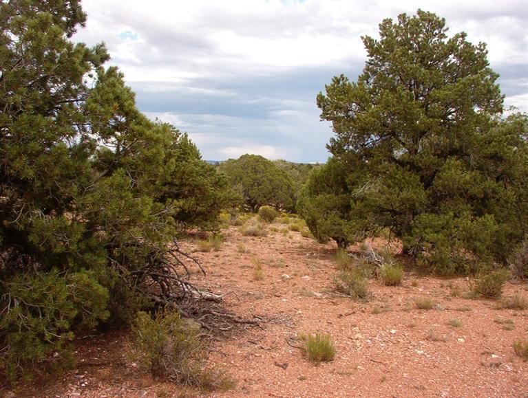 334 West Ranch Road Seligman, AZ 86337 - Photo 1 of 14 Primary Photo